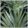 Leso Palm Vivid